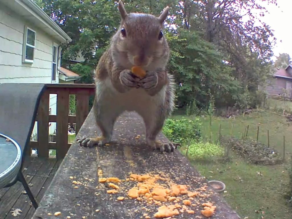 Squirrel on critter cam Squirrel eating cheese flavored square crackers