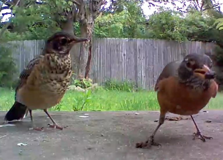 robins and raisins
