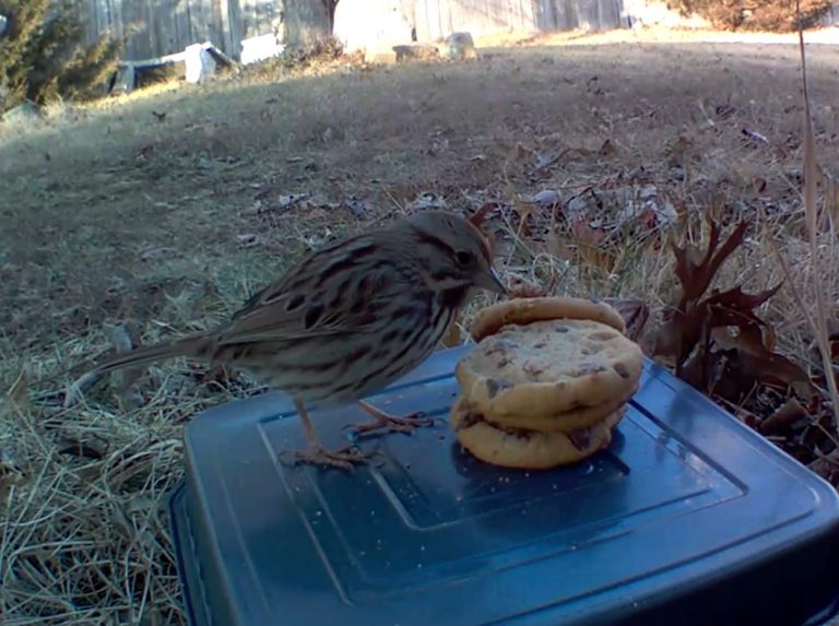 Song Sparrow