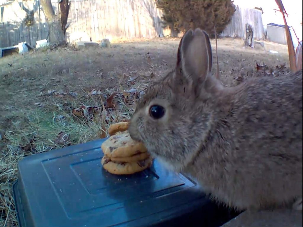 rabbit likes cookies!