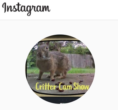 Critter Cam Show on Instagram