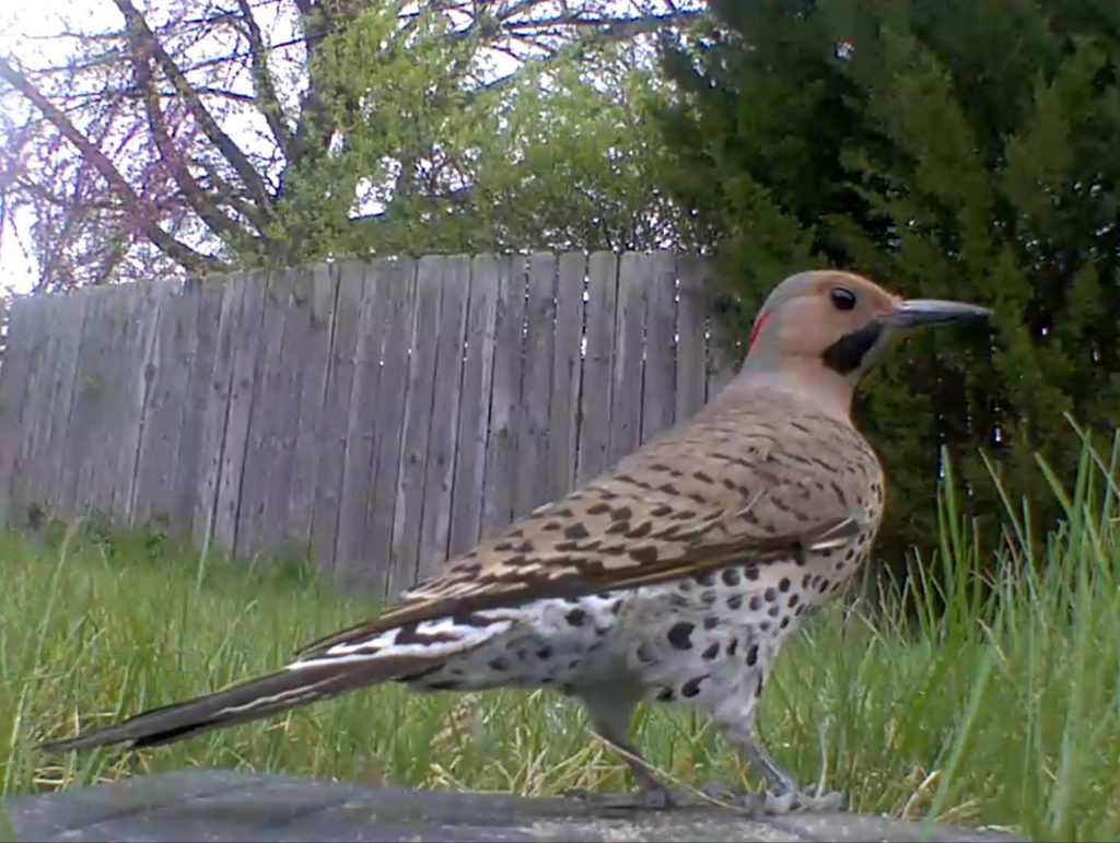 Northern Flicker