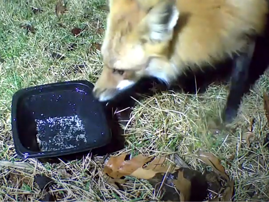 A Red Fox visits the Crittercam