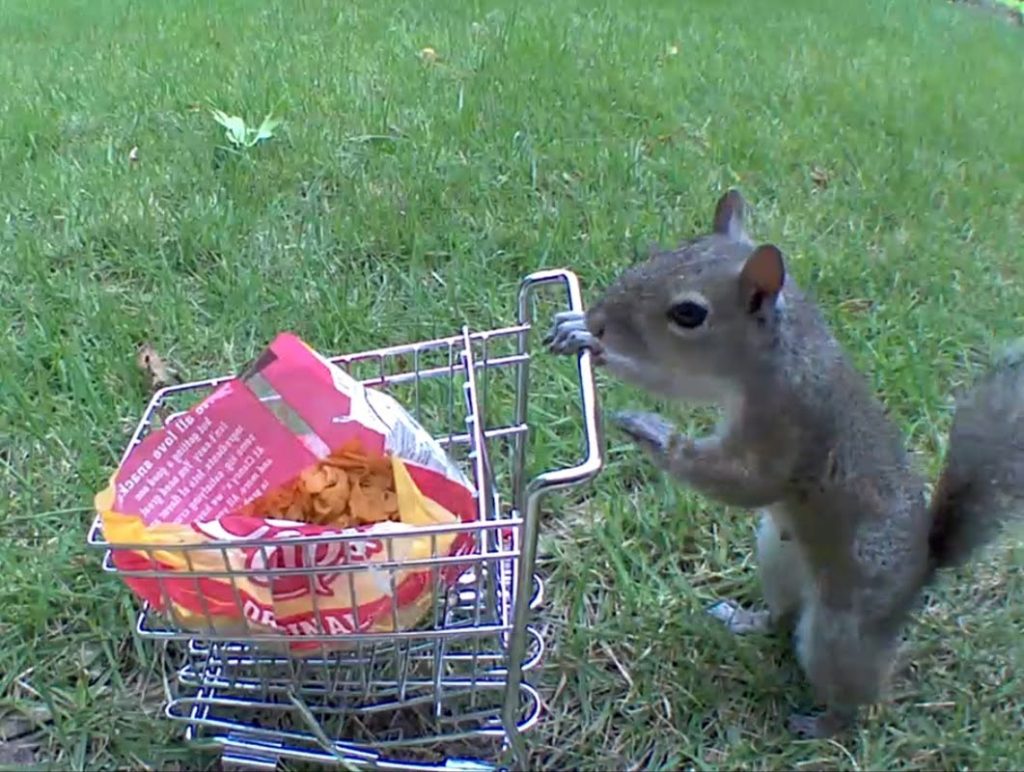 Squirrel with shopping cart