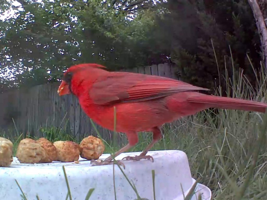 Northern Cardinal eating a meatball.