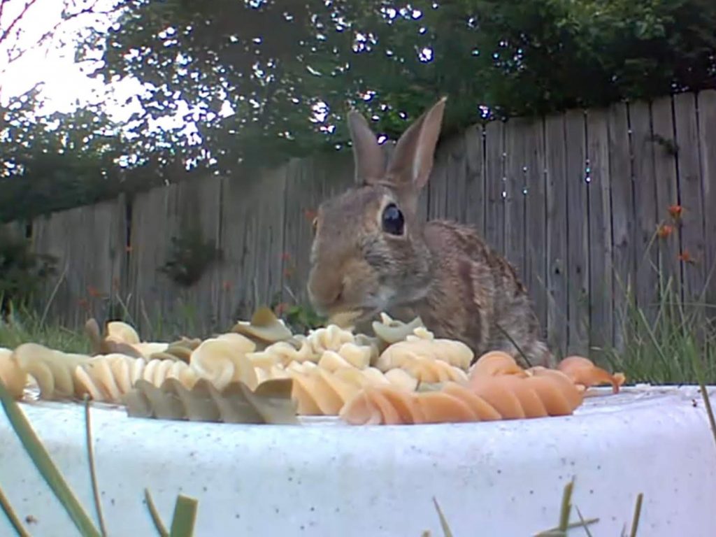 A rabbit enjoys the pasta.