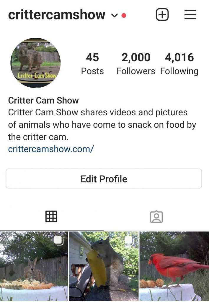 Critter Cam Show hits 2000 Instagram followers