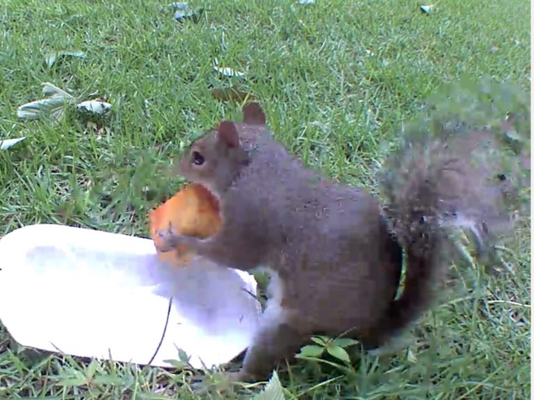 A squirrel with a peach
