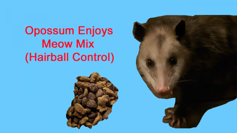 Opossum Enjoys Meow Mix