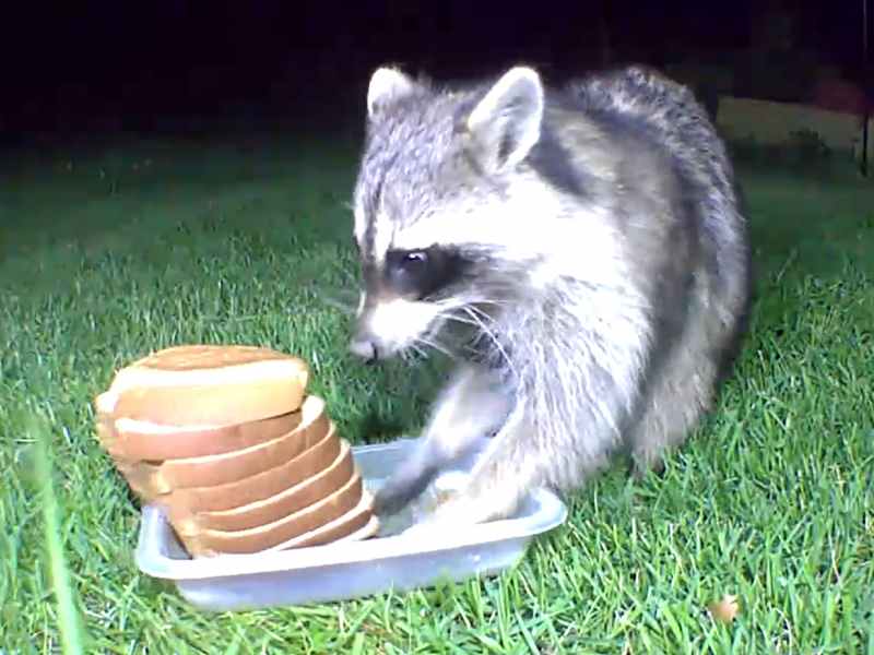 Raccoon looks at bread